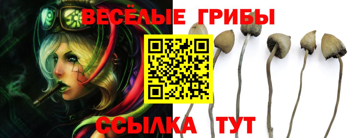 цены   Кондопога  Псилоцибиновые грибы MAGIC MUSHROOMS  Псилоцибиновые грибы Psilocybine cubensis 